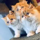 金华哪里有加菲猫卖的 加菲猫好养吗 疫苗齐全包健康