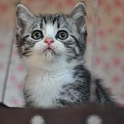咸宁纯种小美短虎斑标斑舍 正规猫舍家庭式繁育