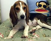 襄阳上哪可以看到比格犬犬舍，比格犬犬舍地址位置