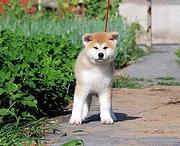 黄冈哪有繁殖秋田犬幼犬的，秋田犬幼犬多少钱一只