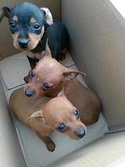 白山卖小鹿犬的狗场，卖小鹿犬的本地商家