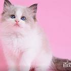 猫舍繁育出售 加菲猫 蓝猫 蓝白 暹罗幼猫 全国飞