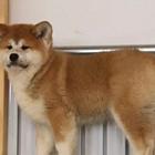 唐山本地出售秋田 纯种秋田 公母都有