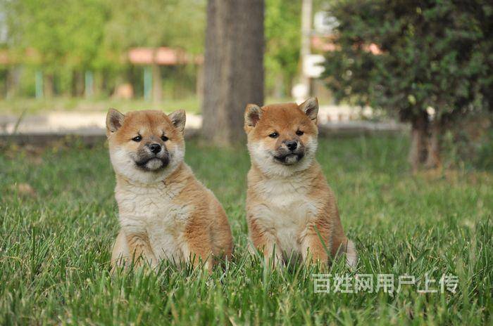 三个月纯种赛级柴犬出售 日系名犬 传奇犬舍