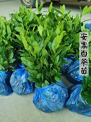 安吉白茶 黄金叶茶 奶白茶 茶苗直销 价格面议