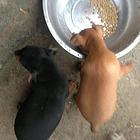 荆州哪里可以买到纯种小鹿犬