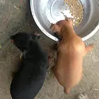 衡阳本地小鹿犬犬舍，本地小鹿犬在哪里