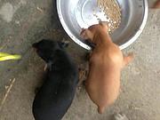 玉溪如何挑选纯种小鹿犬，小鹿犬靠谱商家