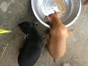 白山哪里可以买到小鹿犬，小鹿犬买一只要多少钱