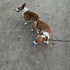 柯基幼犬