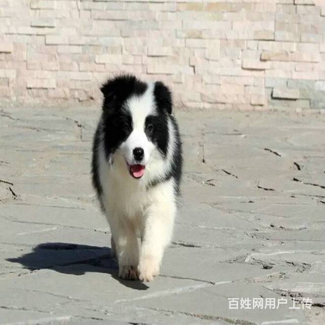 纯种边境牧羊犬 专业繁育边牧 证书齐全 打完疫苗的图片