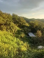 山峰顶上种的灵芝