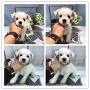 黑银 椒盐 纯白色雪纳瑞 三到五个月的都有 品质健
