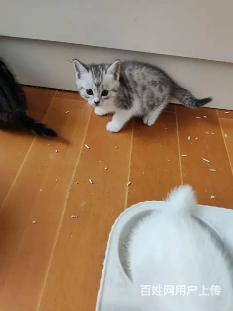 可爱猫咪转让的图片