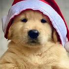 纯种金毛幼犬寻有缘新主人