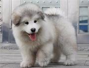 岳阳出售纯种大骨架巨型阿拉斯加犬 阿拉斯加犬图片
