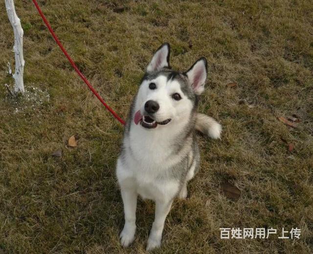 九江卖哈士奇的犬舍，犬舍哈士奇一般价位的图片