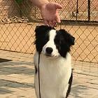 和田卡斯罗一般价位【卡斯罗犬舍】地址