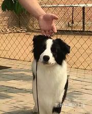 荆州买一只泰迪需要多少钱知名泰迪犬舍