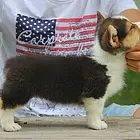 周口地区纯种威尔士柯基幼犬 健康有保障 可签协议可