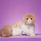 那里有纯种加菲猫出售的 包子脸鼻眼一线 保证健康