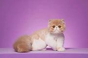 哪里有猫舍卖加菲猫的 加菲猫好养吗 疫苗齐 包健康
