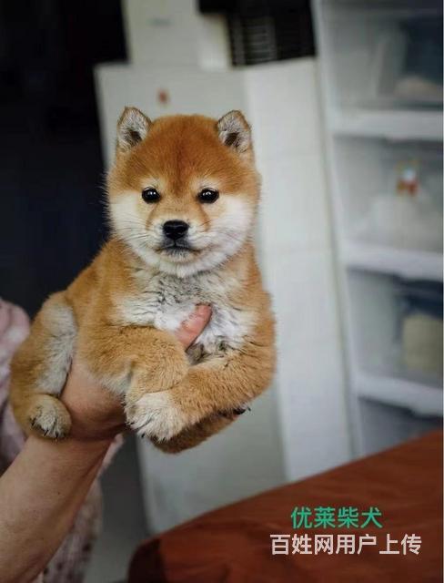海北纯种柴犬欢迎来电咨询的图片