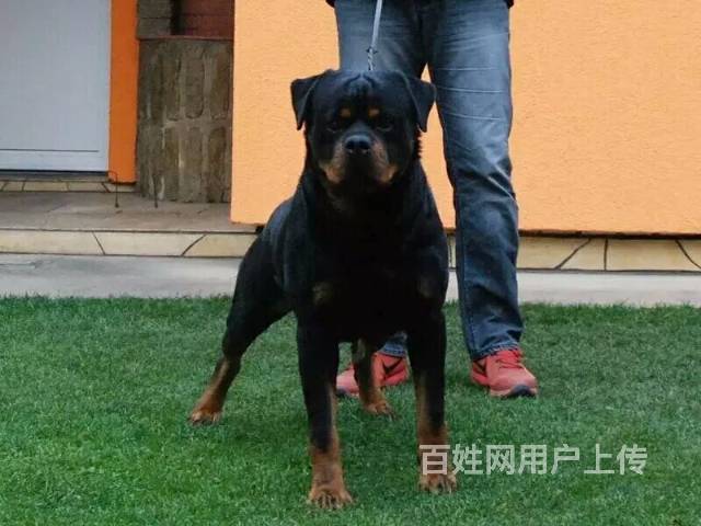 罗威纳/拉布拉多/马犬/比特犬