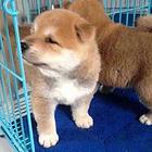 通辽想买柴犬的幼犬 哪里有卖柴犬多少钱一只