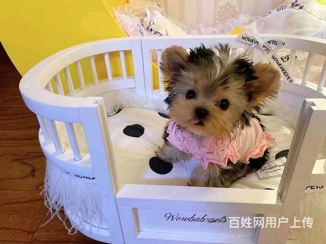 金头银背约克夏 约克夏多少钱 约克夏价格 约克夏图的图片