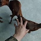 爆红小体鹿犬