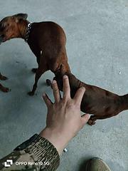 爆红小体鹿犬