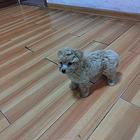 家养宠物狗出售