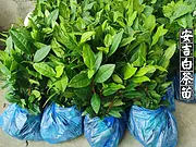 安吉白茶苗 原产地直销 白茶苗 价格面议