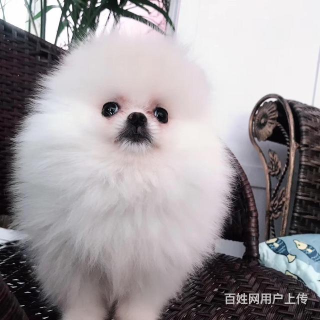 商丘博美市场价位 博美一般多少钱呢的图片