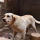 纯种拉布拉多母犬