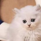 盐城本地靠谱猫舍有没有金吉拉猫？金吉拉多少钱？