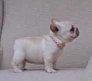 菏泽哪里有高品质斗牛犬，正规繁殖 纯种健康 可签协