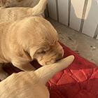 拉布拉多幼犬
