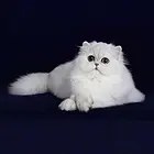 黄石纯种金吉拉猫舍 正规猫舍家庭式繁育