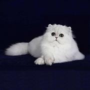 黄石纯种金吉拉猫舍 正规猫舍家庭式繁育