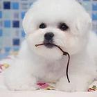 纯种比熊幼犬出售 纯种比熊价格 北京比熊幼犬出