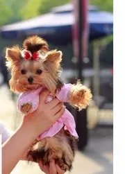 周口约克夏犬价格_约克夏犬多少钱_约克夏犬图片