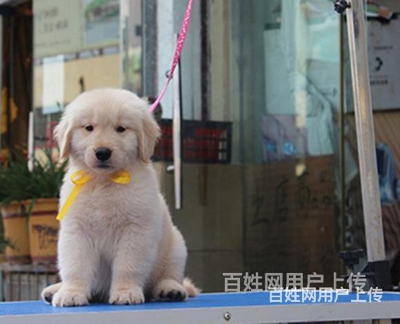 庆阳金毛繁殖场金毛犬舍联系方式的图片