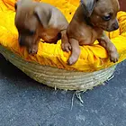 内江哪里可以买到纯种小鹿犬