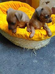 池州卖小鹿犬的狗场，卖小鹿犬的本地商家