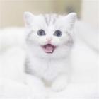 宁波哪里有猫舍，价格多少钱一只，在哪买放心