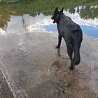 东德牧羊犬纯种，幼犬公母都有