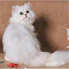 河南新乡猫舍直销纯种金吉拉出售