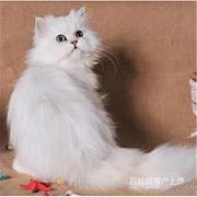 福建漳州猫舍直销纯种金吉拉一手出售